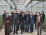 گلخانه 40 هزار متر مربعی تولید فلفل و خیار در پیشوا افتتاح شد