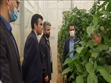 بازدید فرماندار از گلخانه 160 هکتاری برادران اردستانی/ تاجیک‌نوری: سردخانه نگهداری محصولات کشاورزی در پیشوا احداث می‌شود
